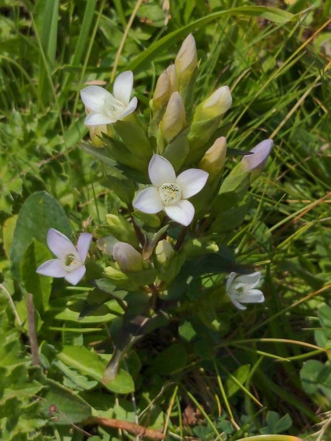 Genzianella ramosa 7