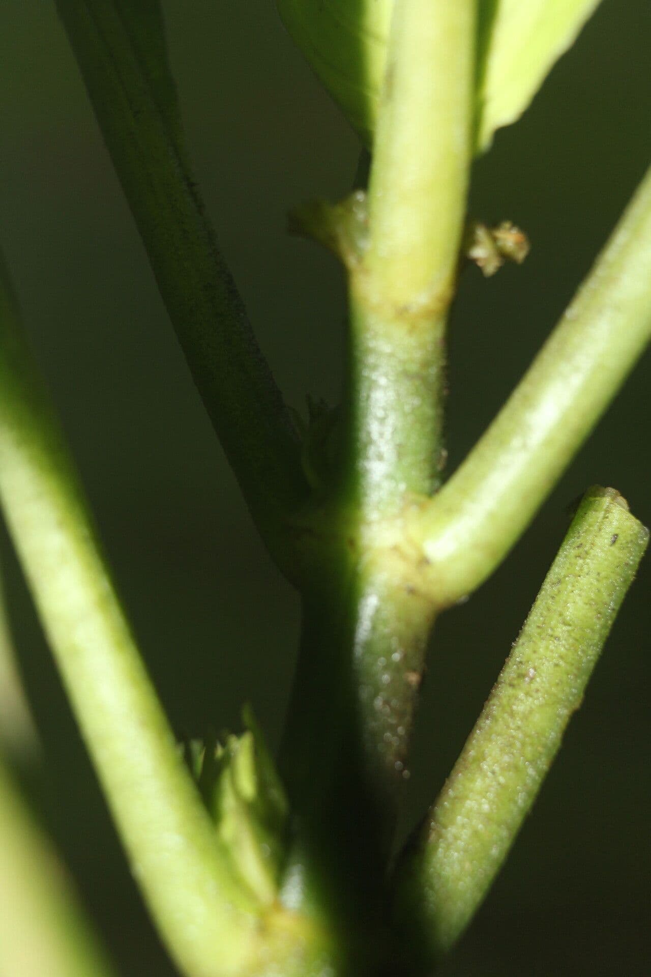 Notopleura 16