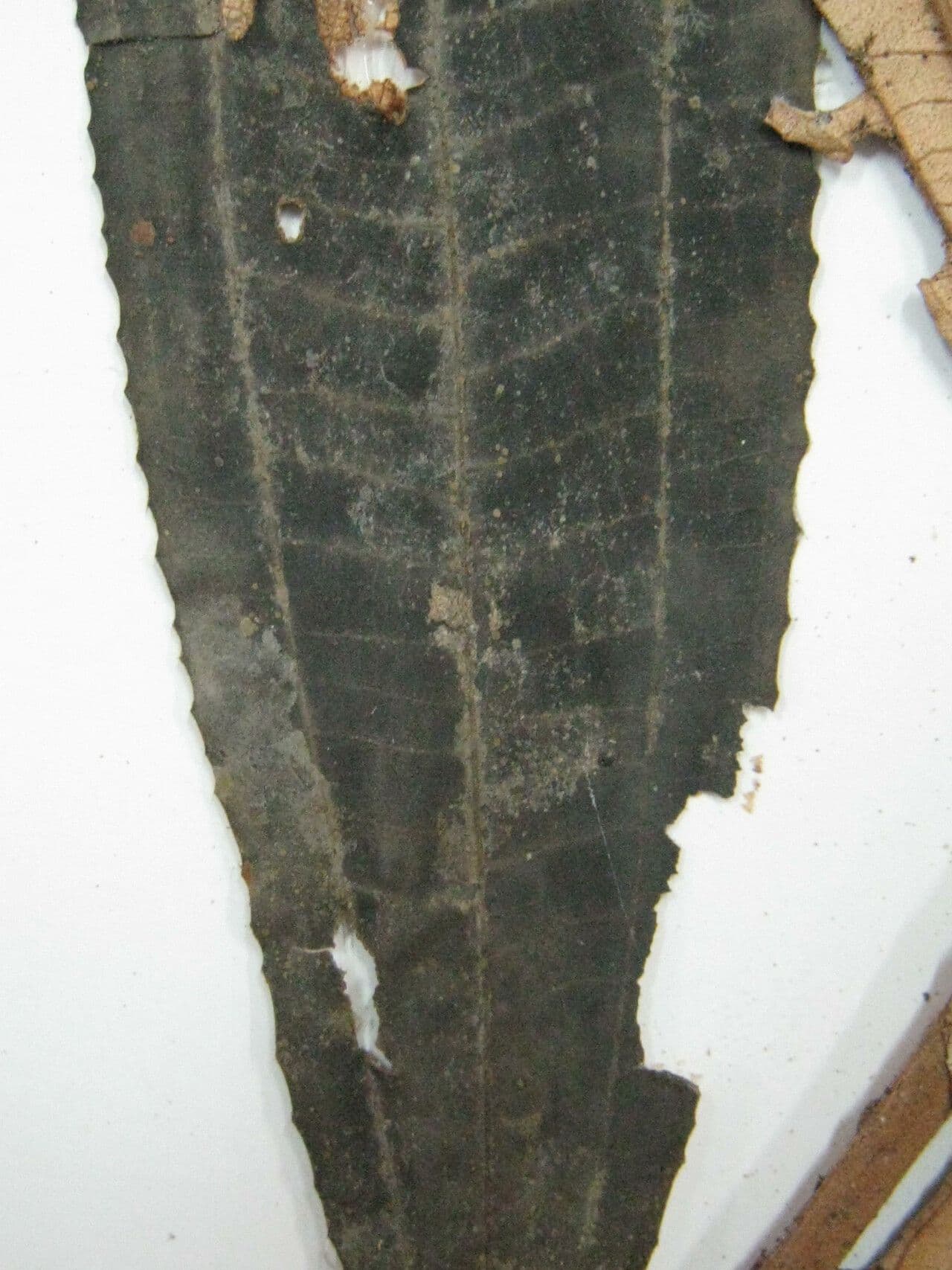 Miconia 8