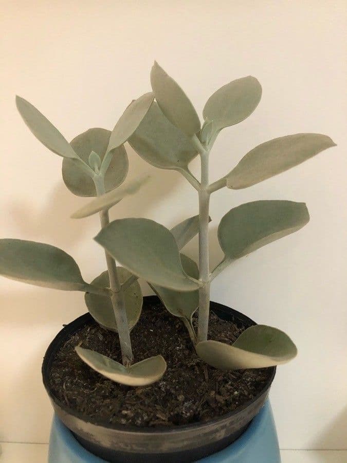 Kalanchoe 8