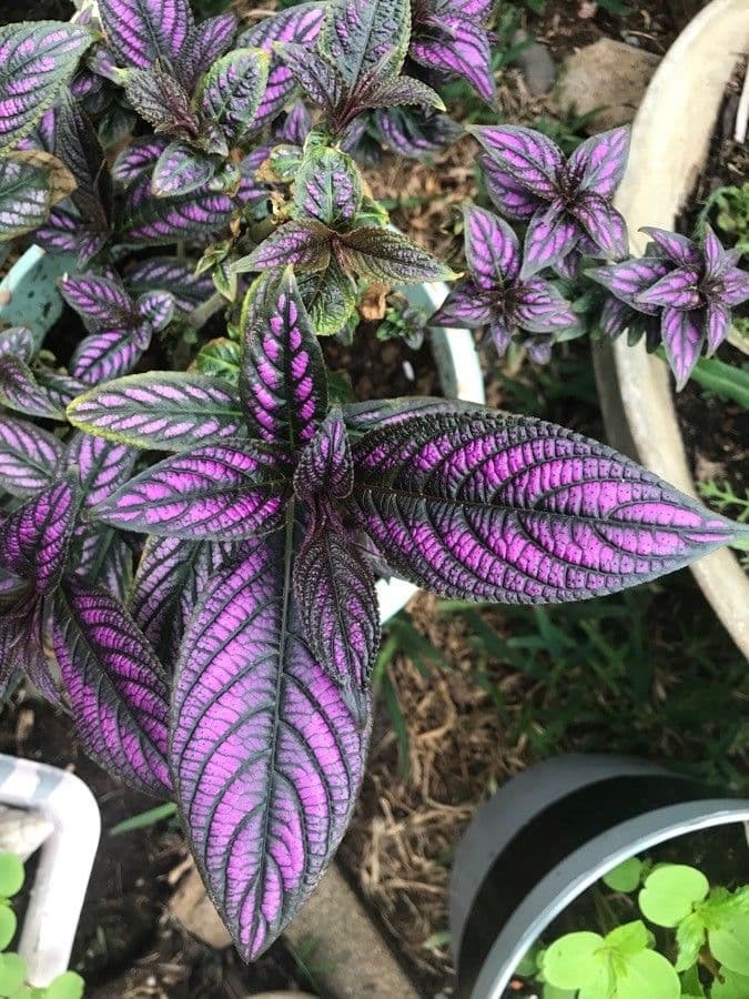 Strobilanthes 11