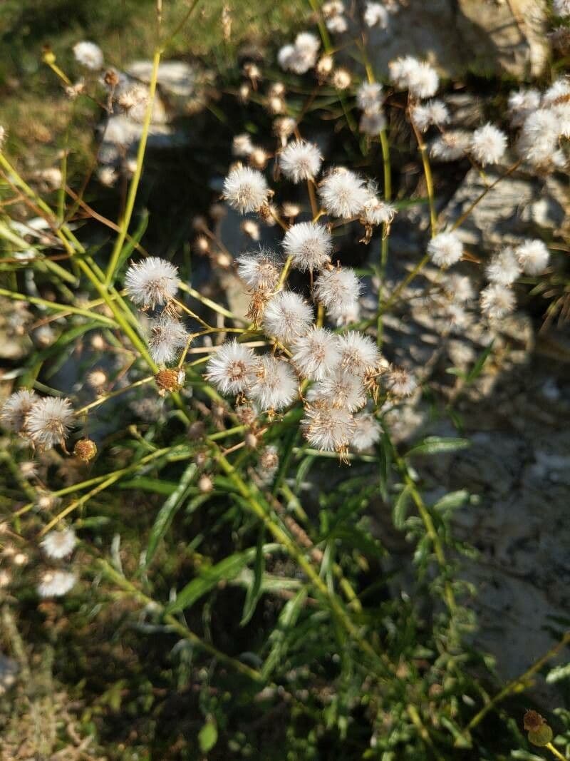 Senecio pterophorus 3