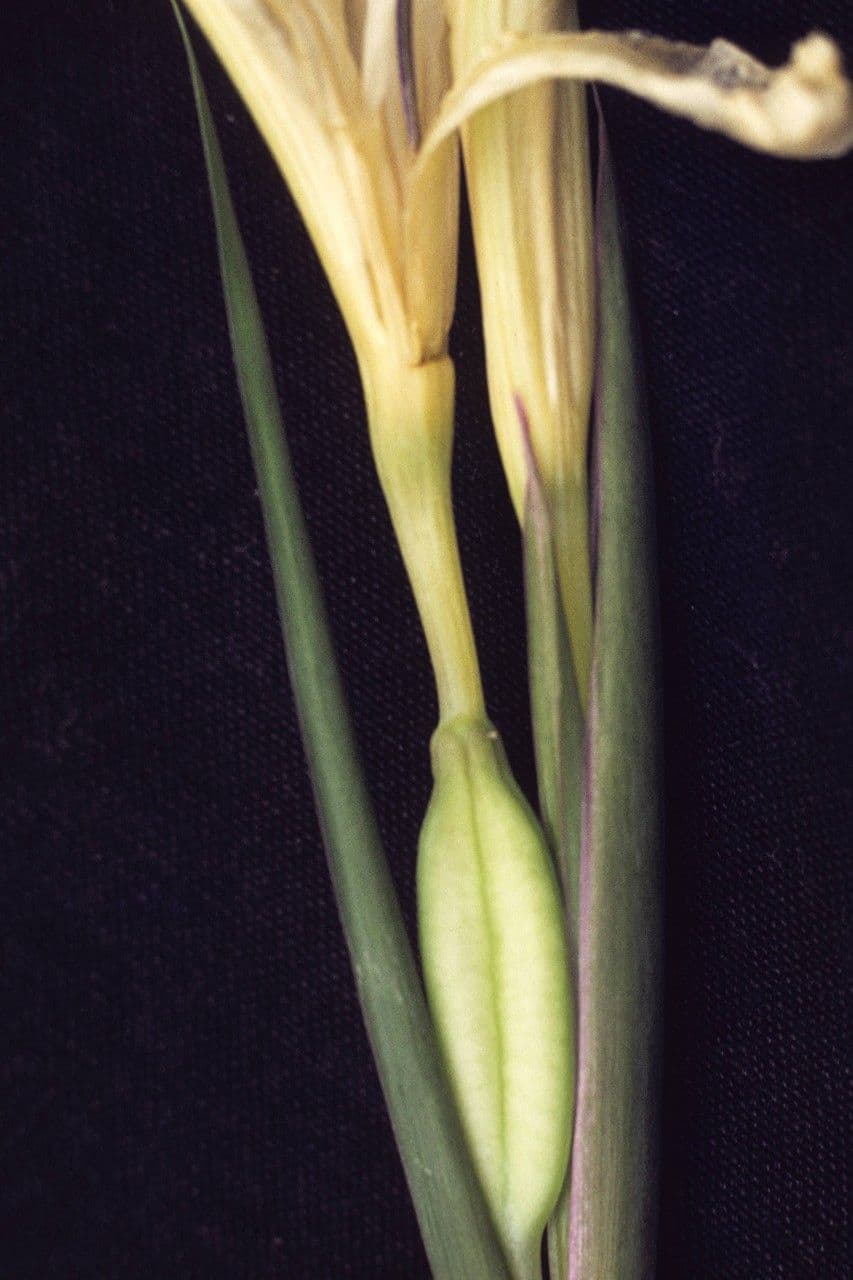 Iris di Douglas 3