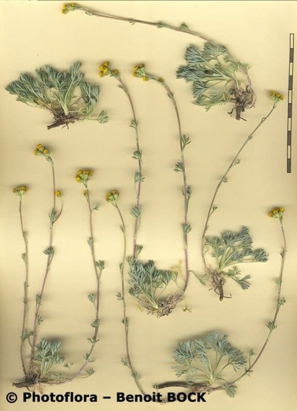 Artemisia glaciale 16