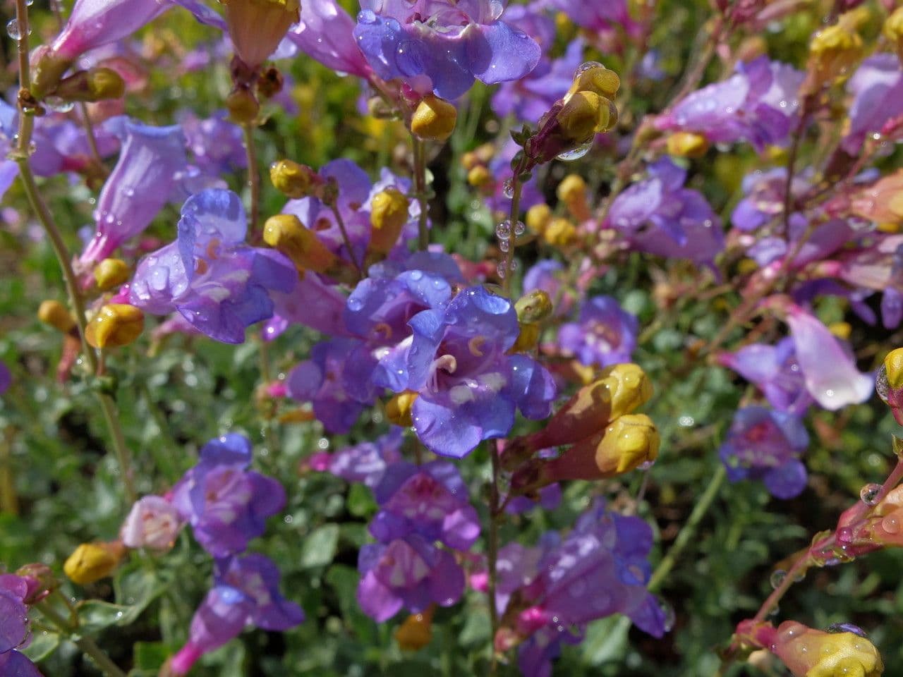 Penstemon azzurro