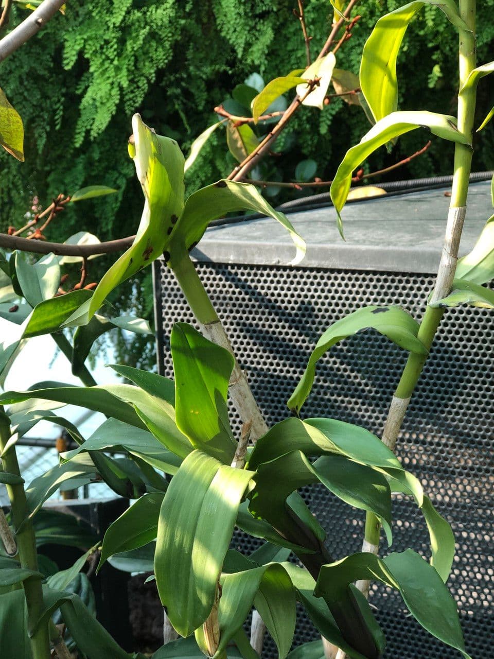 Epidendrum z Atacazo 11