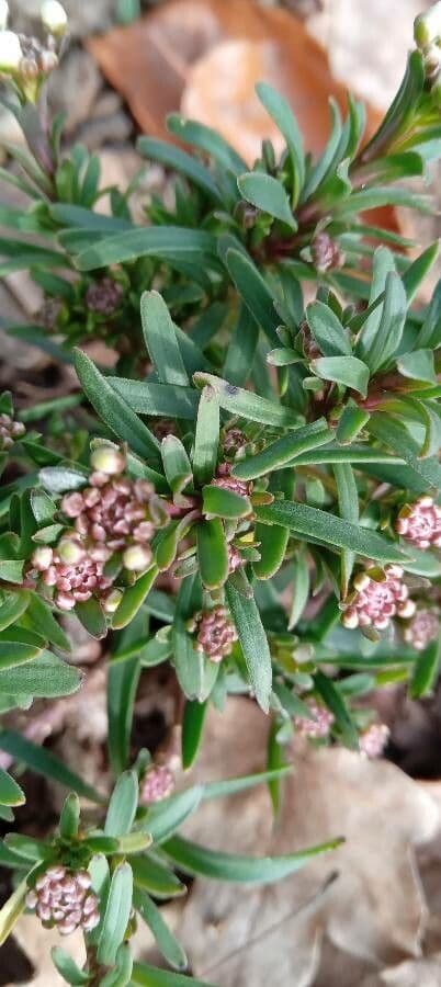 Iberis sempreverde 20