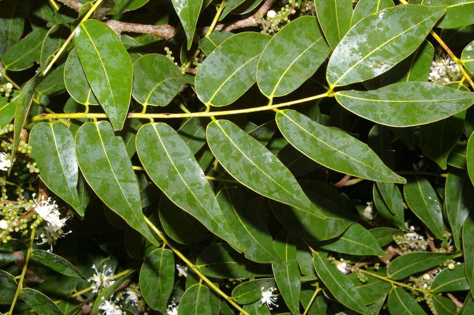 Copaiba 10