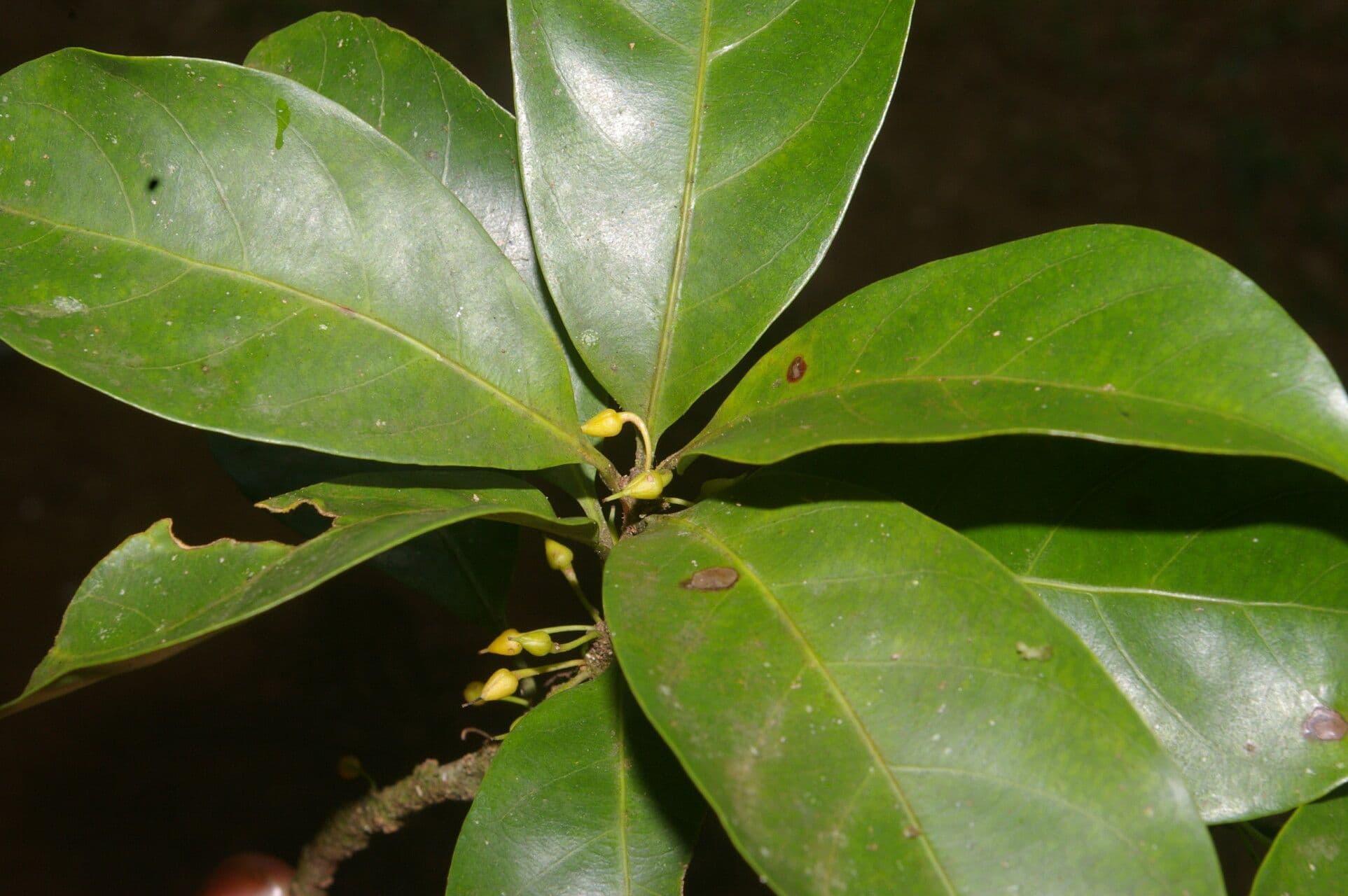 Pouteria 7