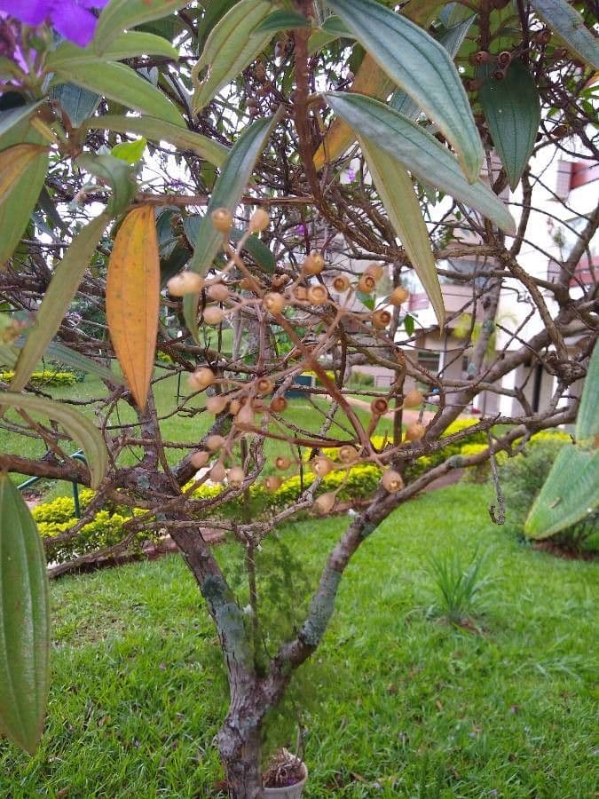Flor de princesa