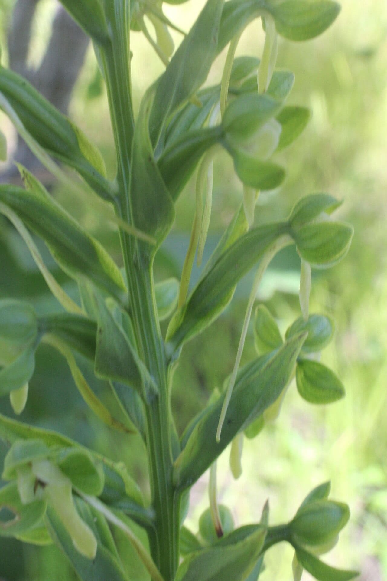 Habenaria 9