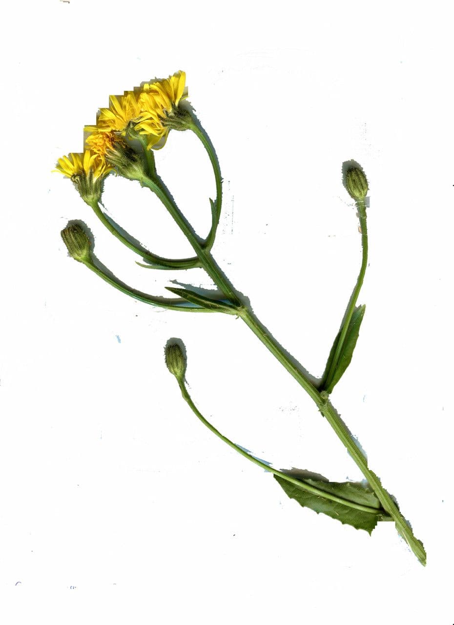 Crepis conyzifolia 28