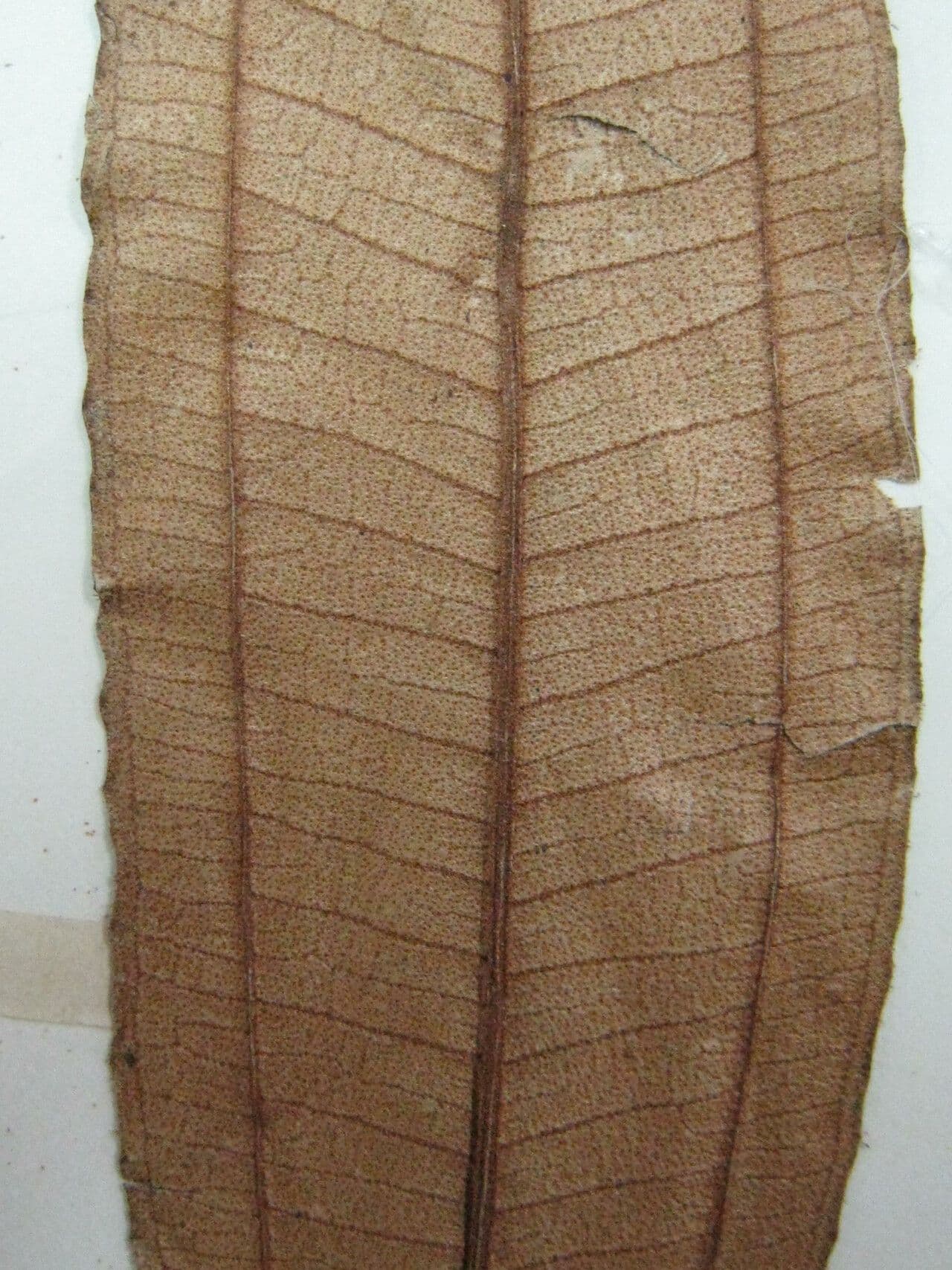 Miconia 7