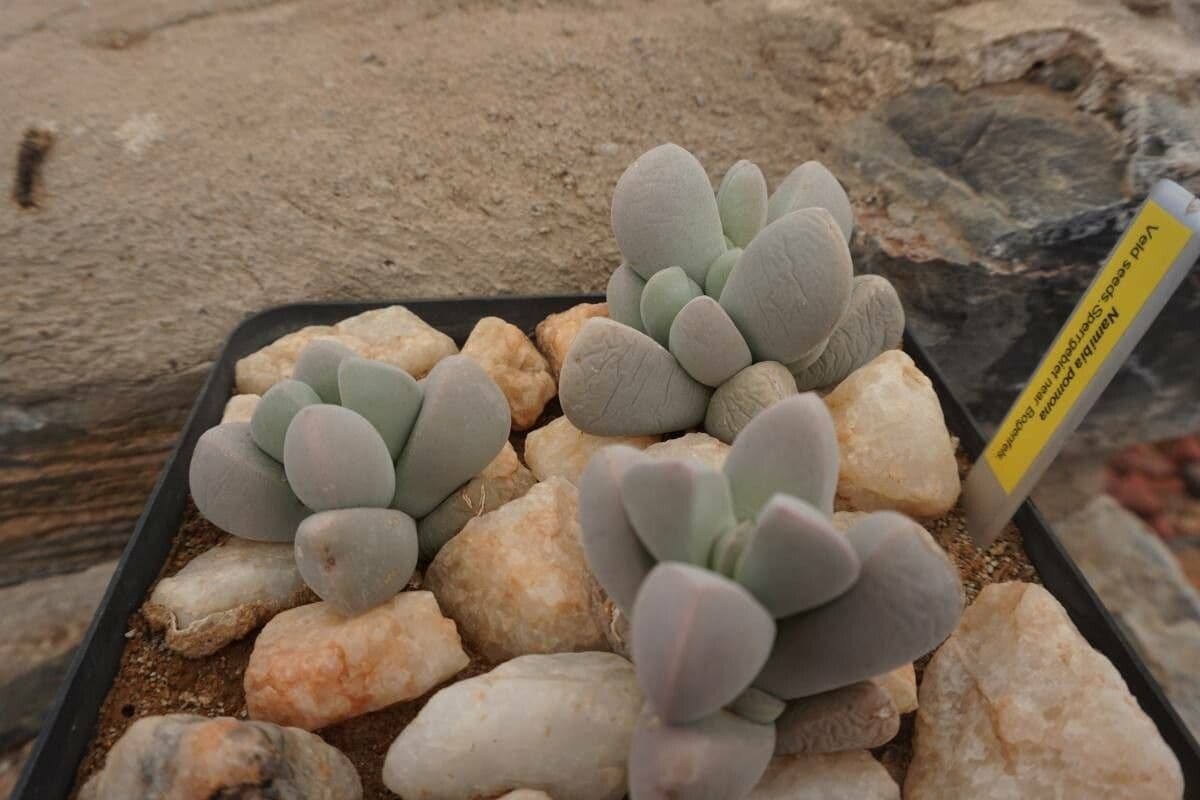 Lapidaria 11