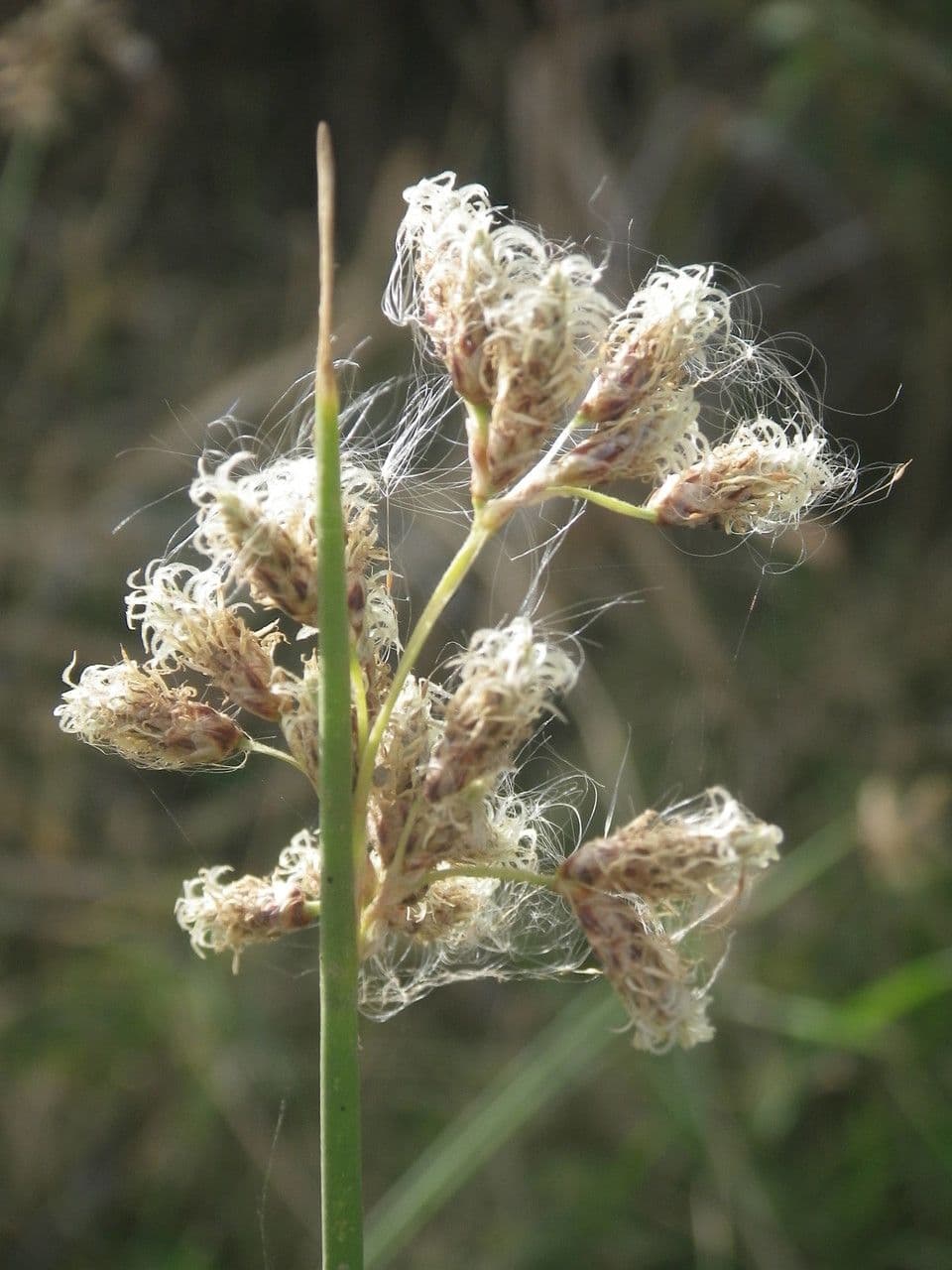Schoenoplectus litoralis