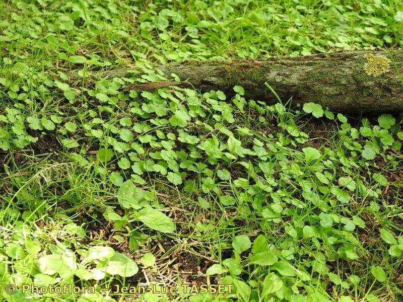 Hydrocotyle sibthorpioides 12