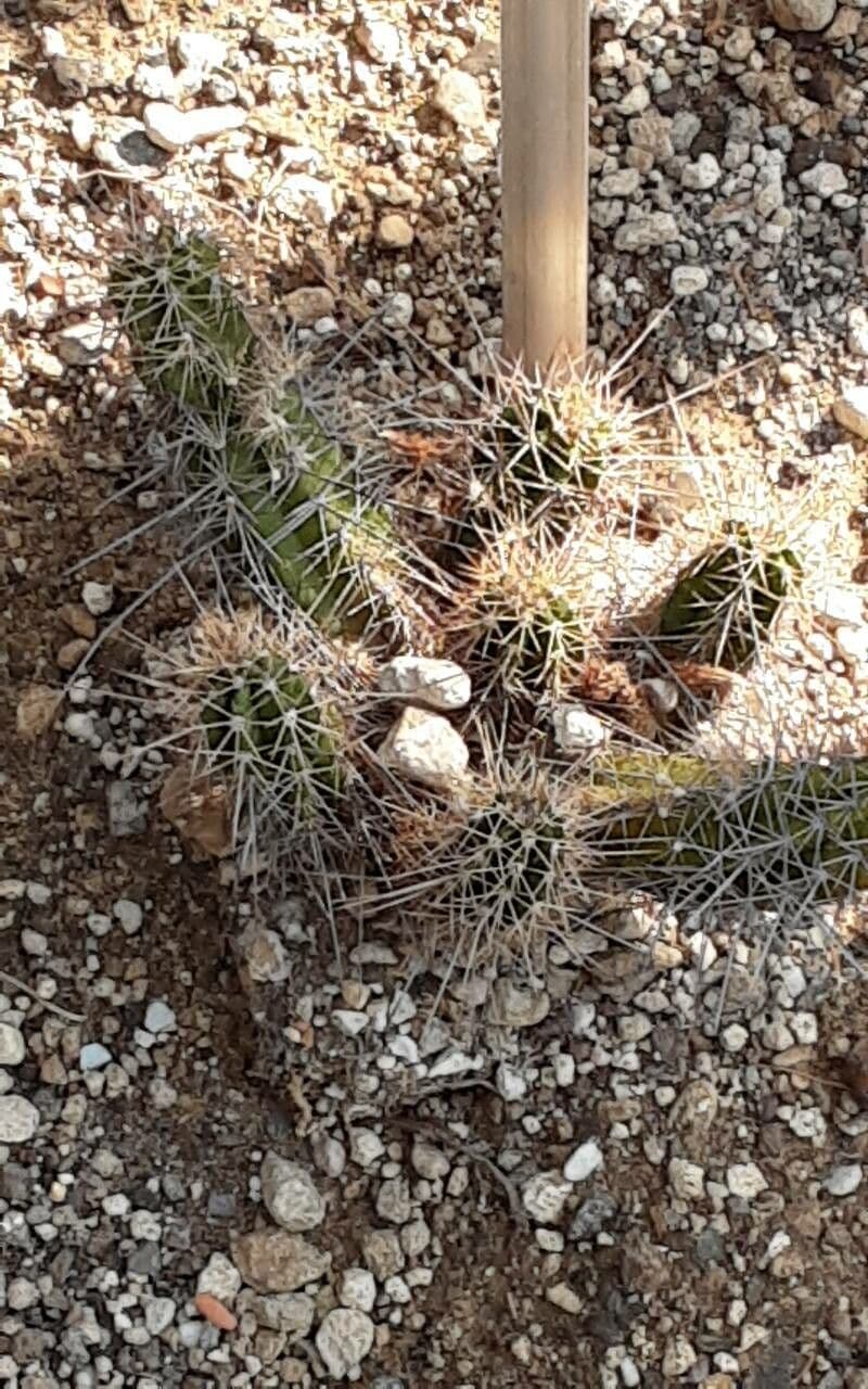 Cactus 9