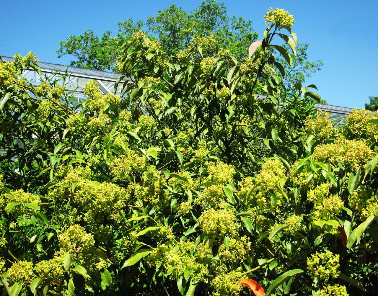 Euonymus myrianthus