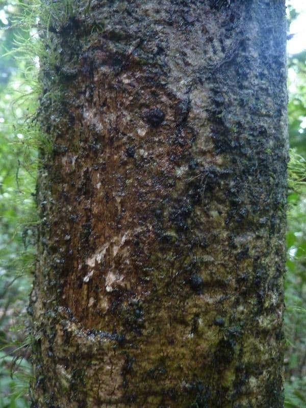 Duguetia 9