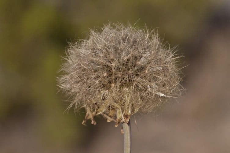 Pinaropappus roseus