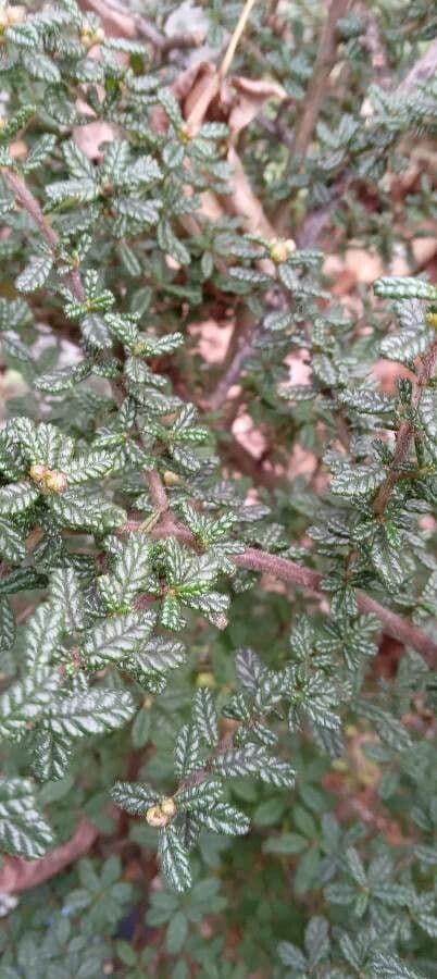 Ceanothus 15