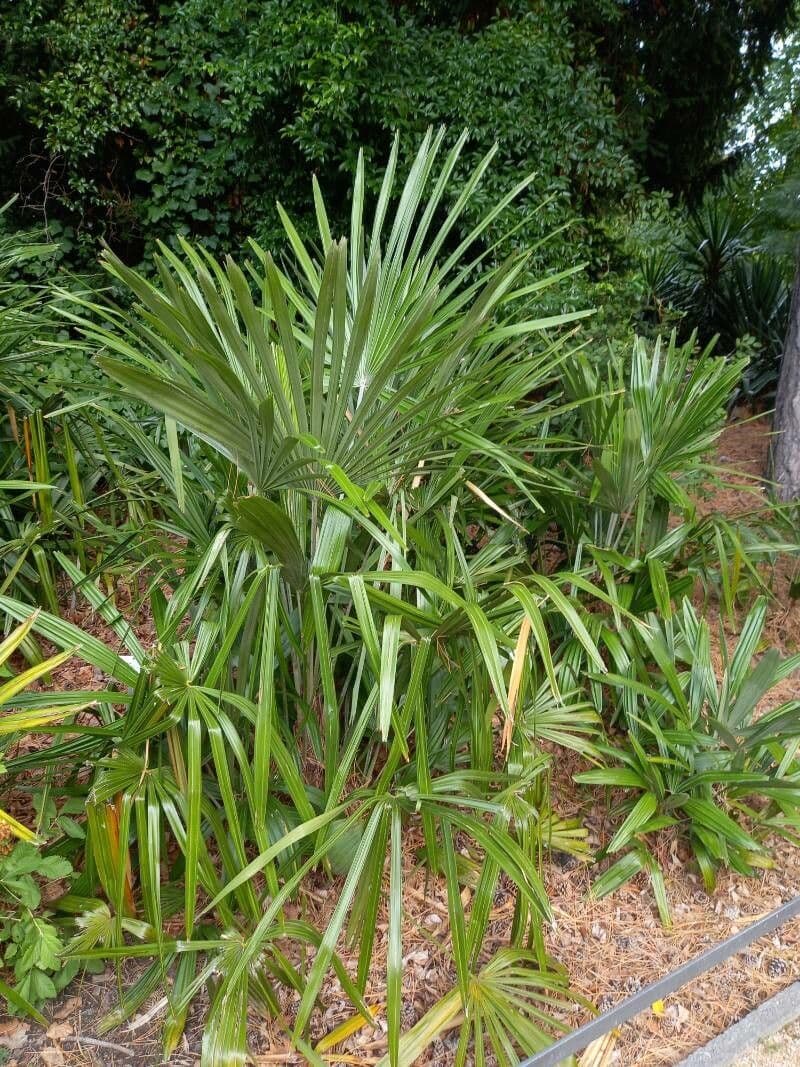 Palma aghiforme 3
