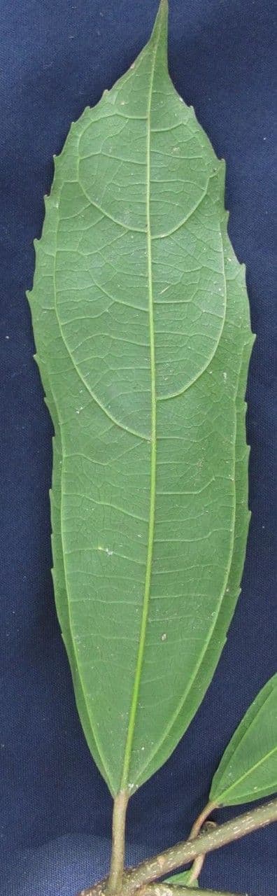 Hasseltia floribunda 19