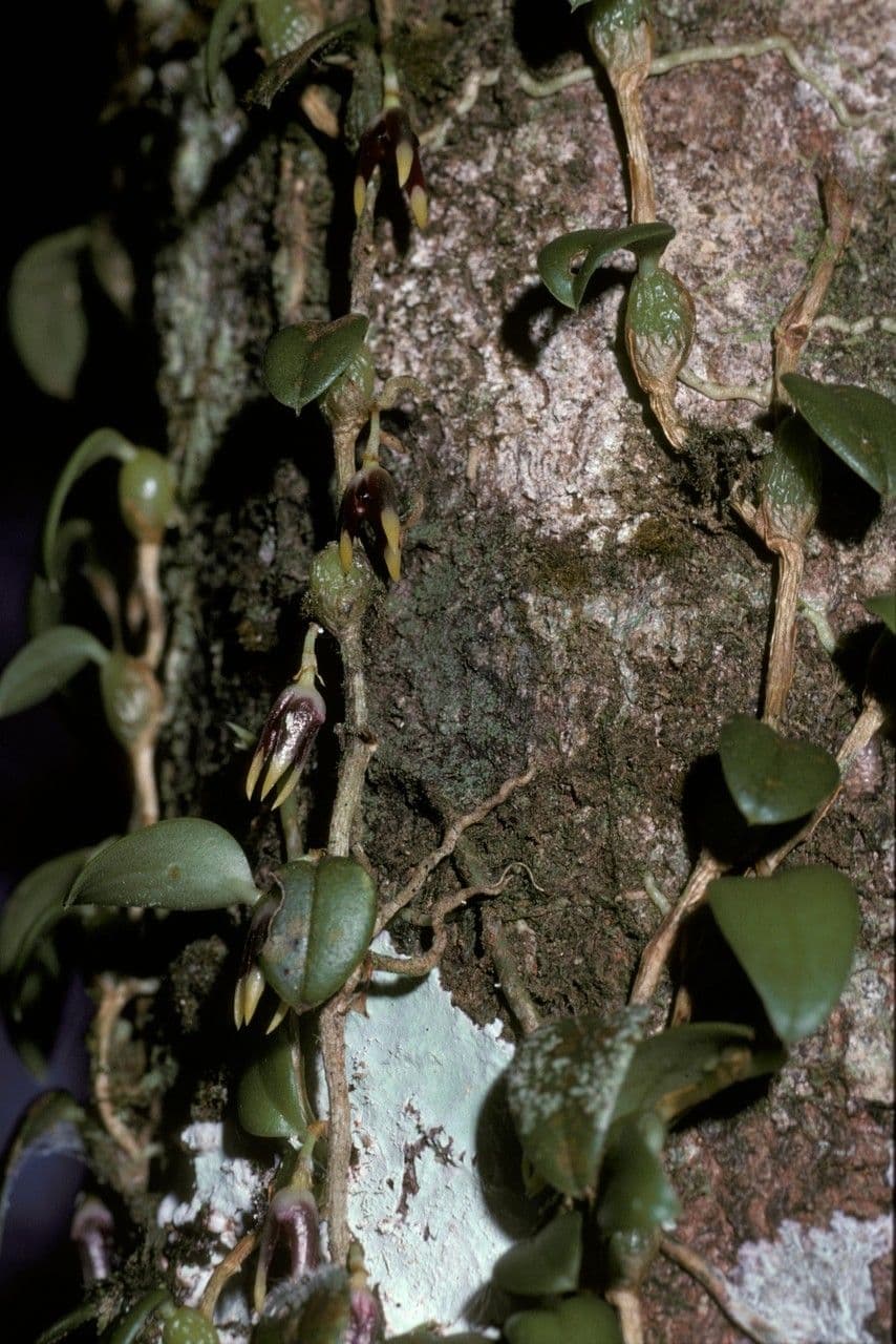 Bulbophyllum