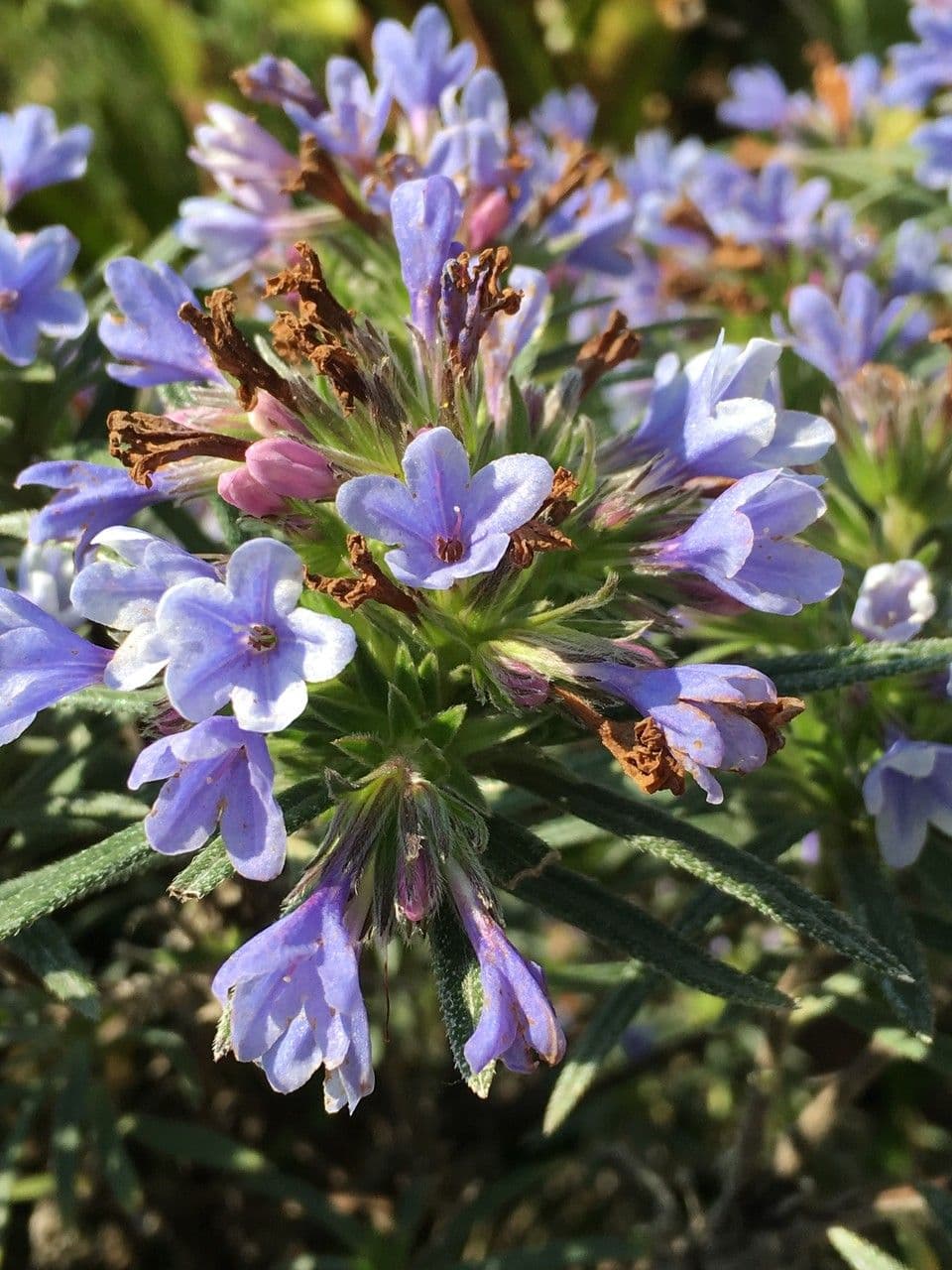 Lithodora 9