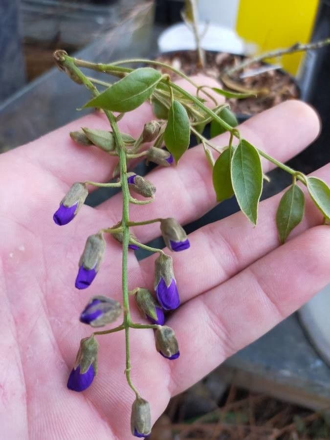 Bolusanthus 2