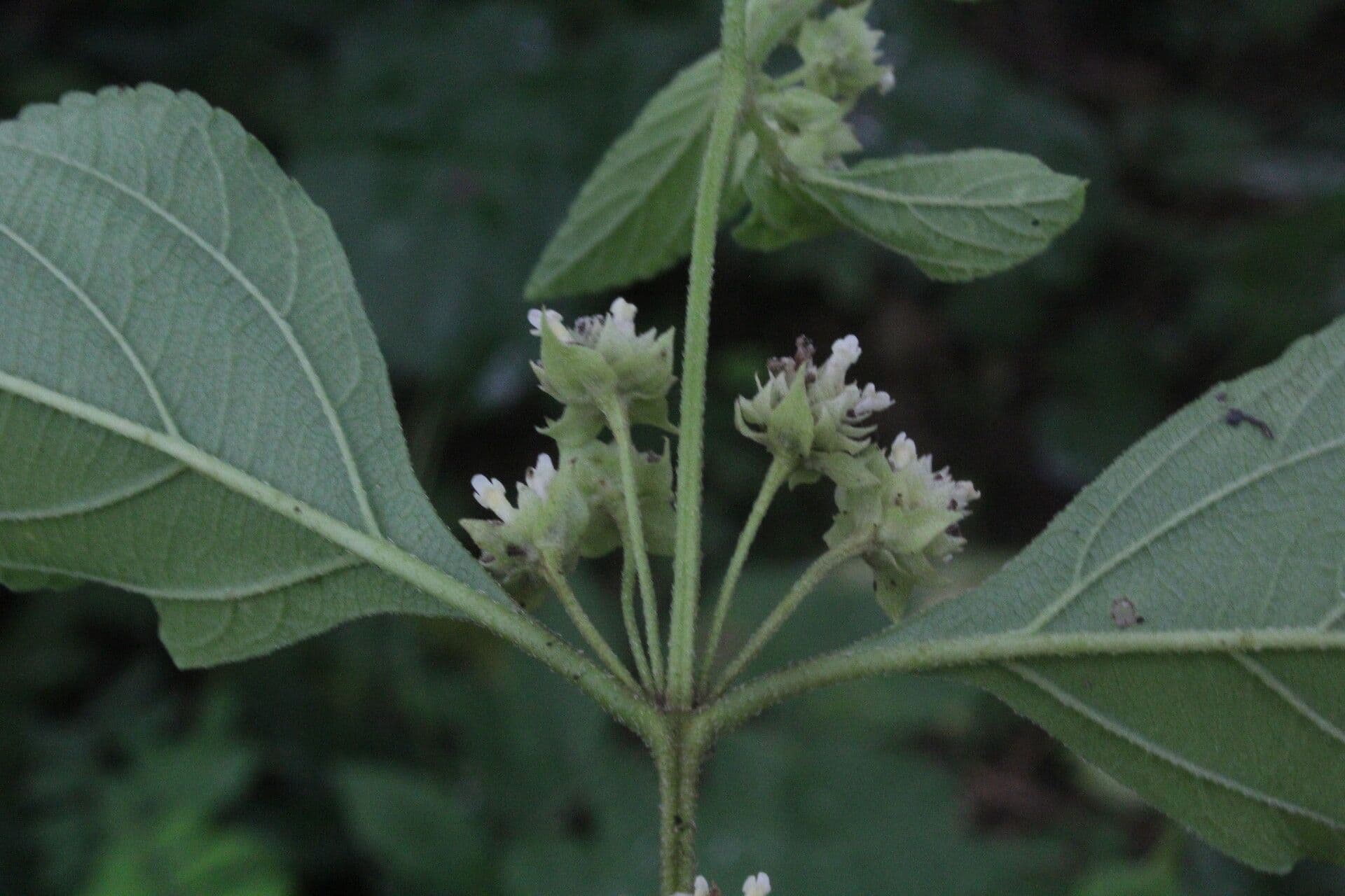 Lippia 9