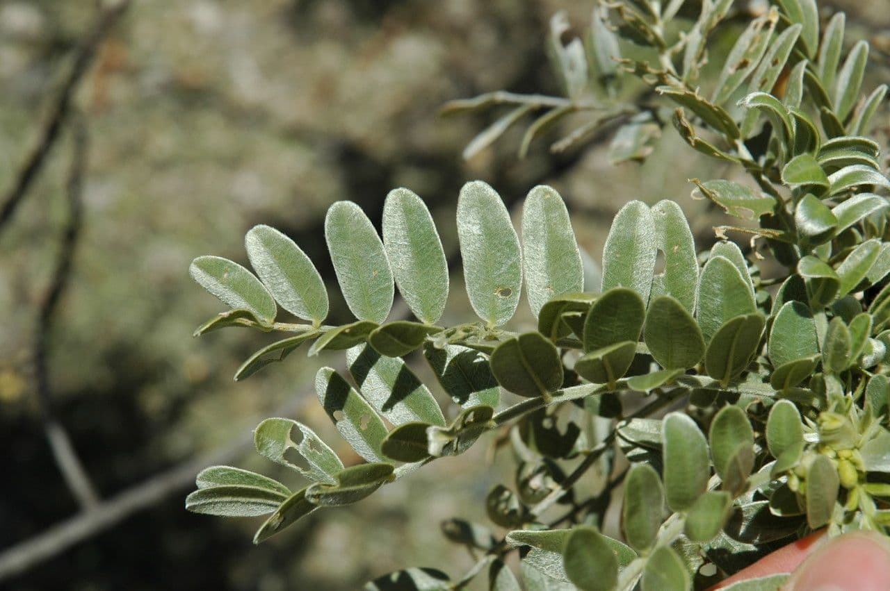 Sesbania tomentosa 5