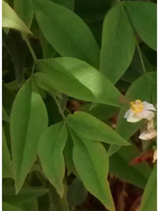 Nandina 16