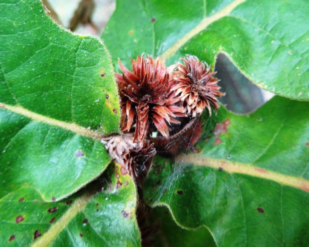Quercia Daimyo 2
