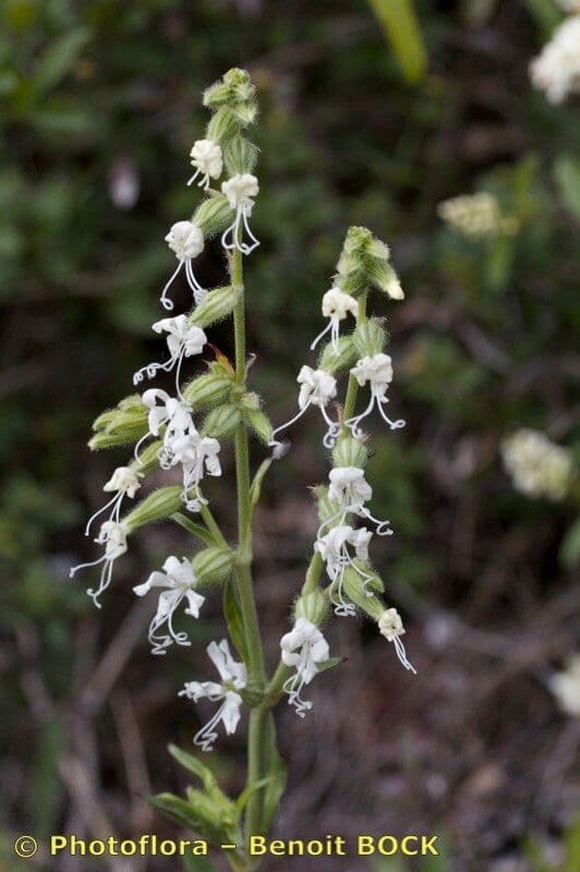 Silene dicotoma 21