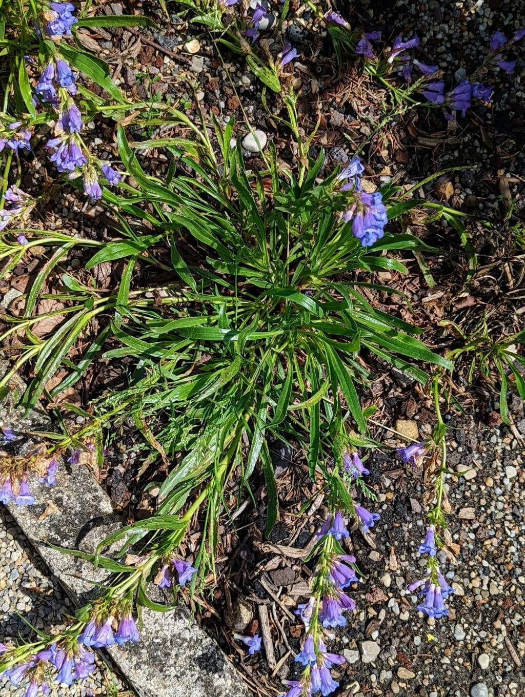 Penstemon 4