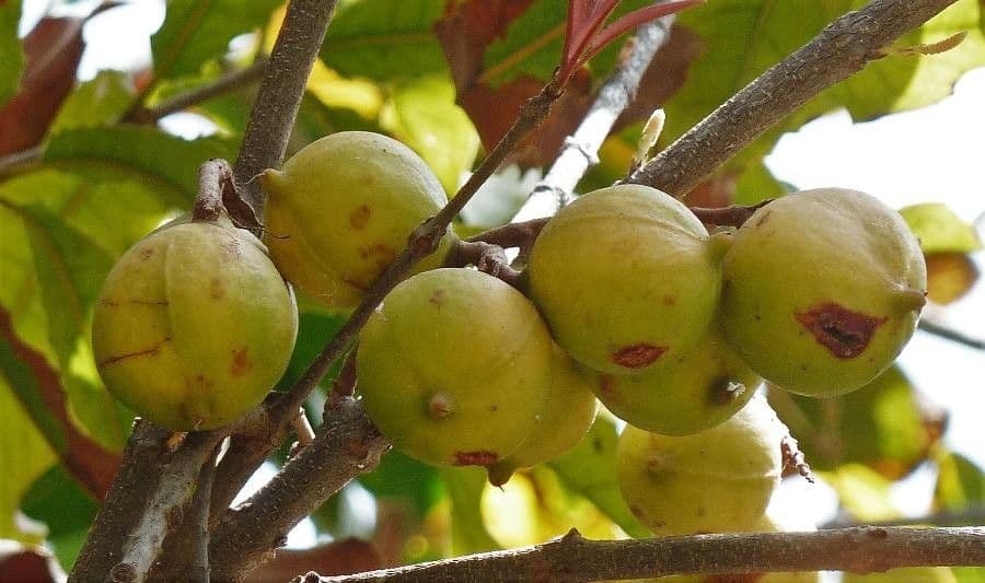 Noce di macadamia