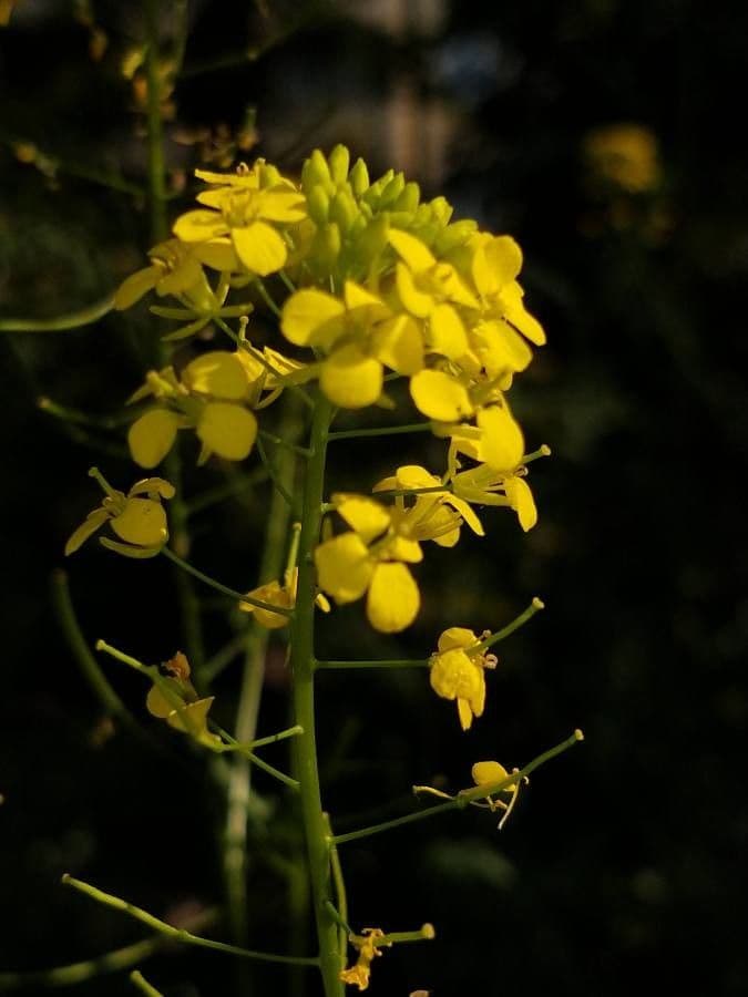 Loesels Rauke 10