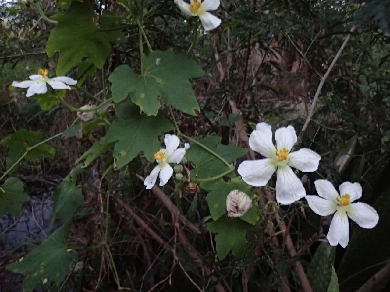 Zucca selvatica 9