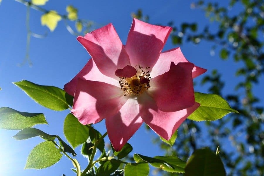 Pouzinii-Rose 9