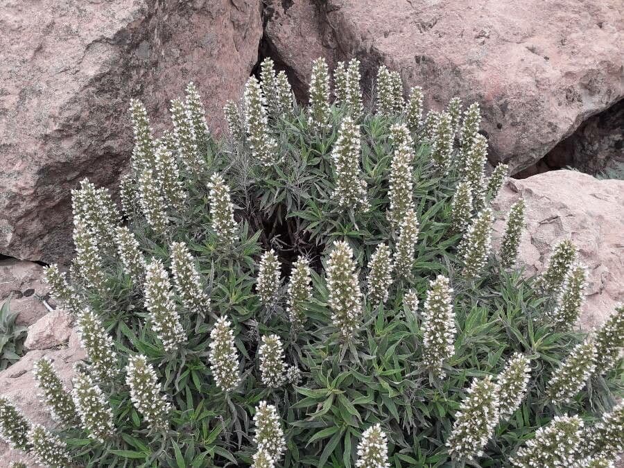 Echium 11