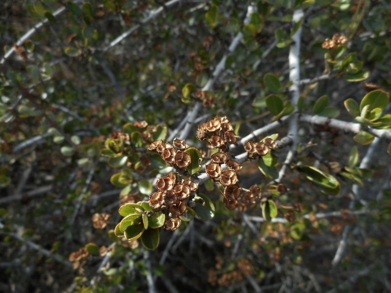 Ceanothus 4