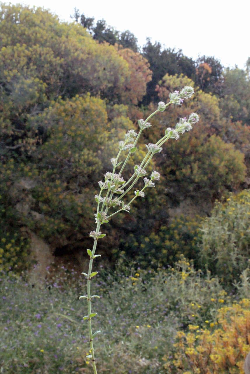 Micromeria greca 11