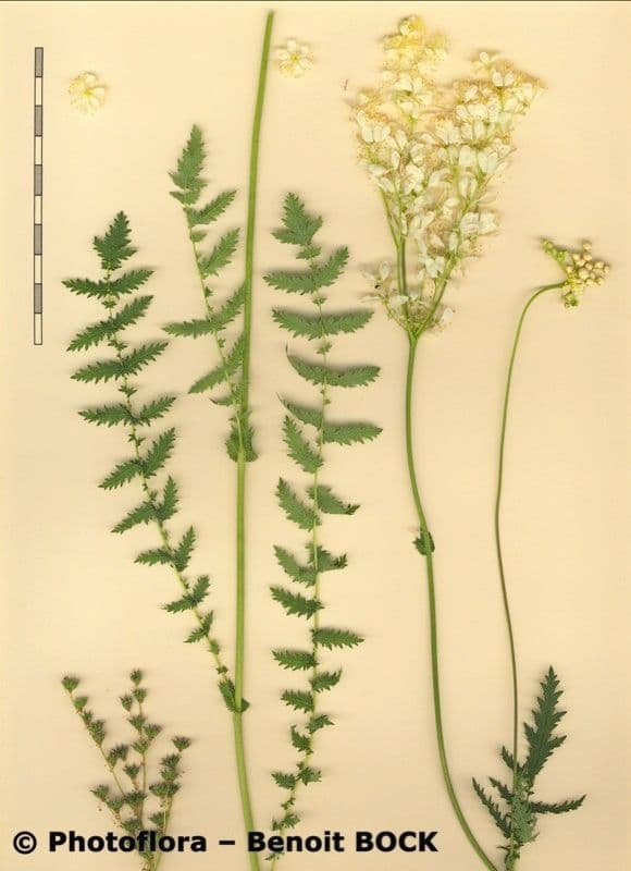 Filipendula comune 26