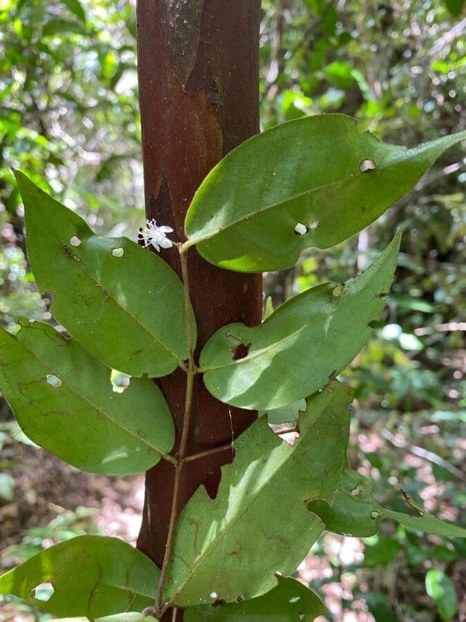 Eugenia 2