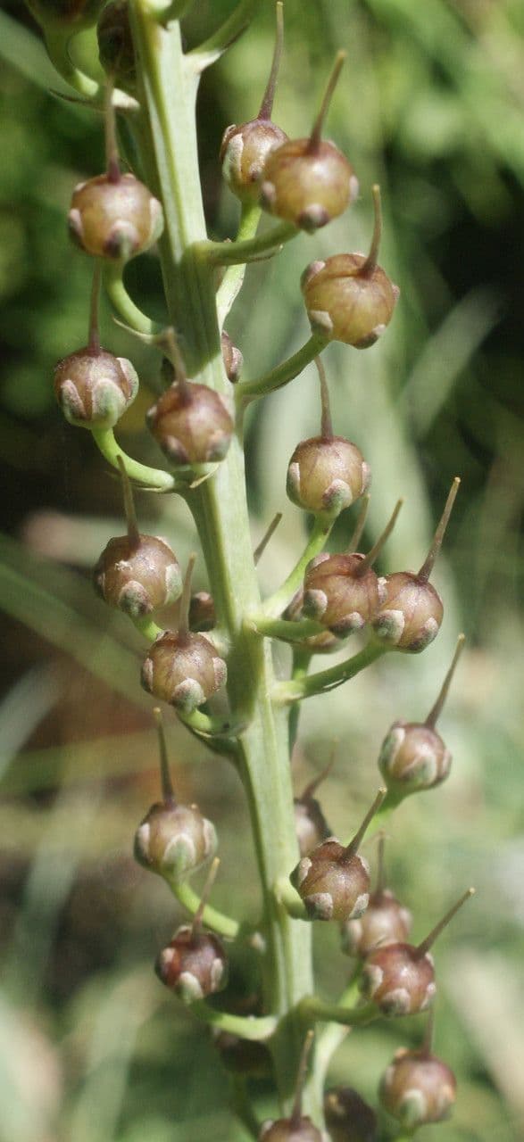 Erba lucciola 3