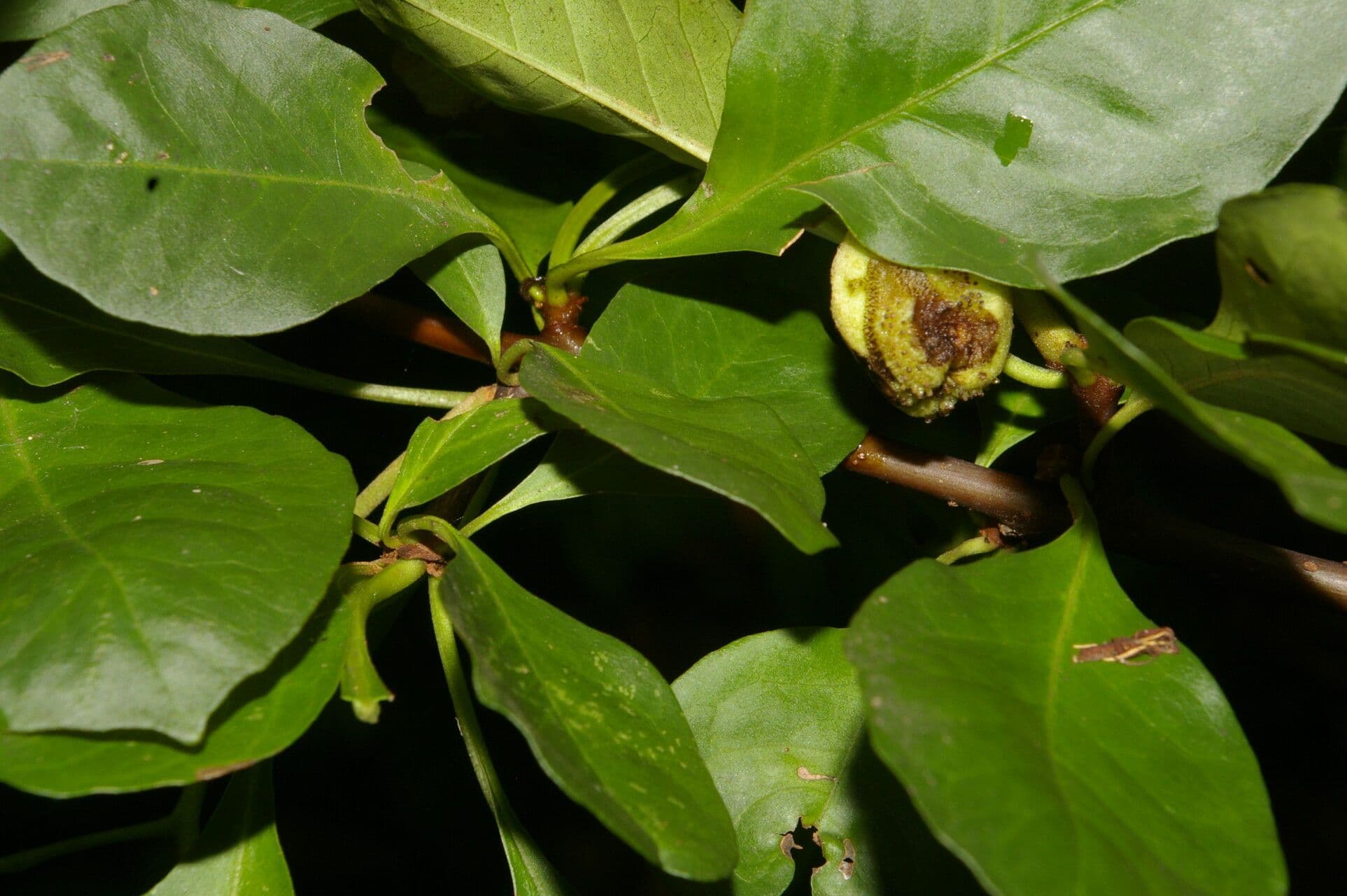 Pisonia 3