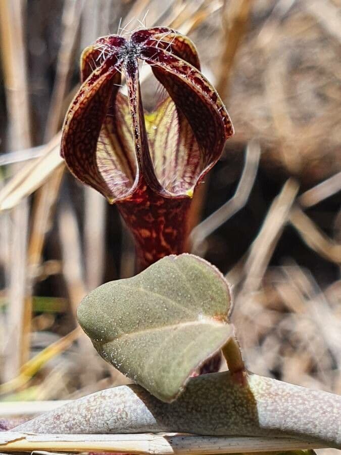 Ceropegia 11