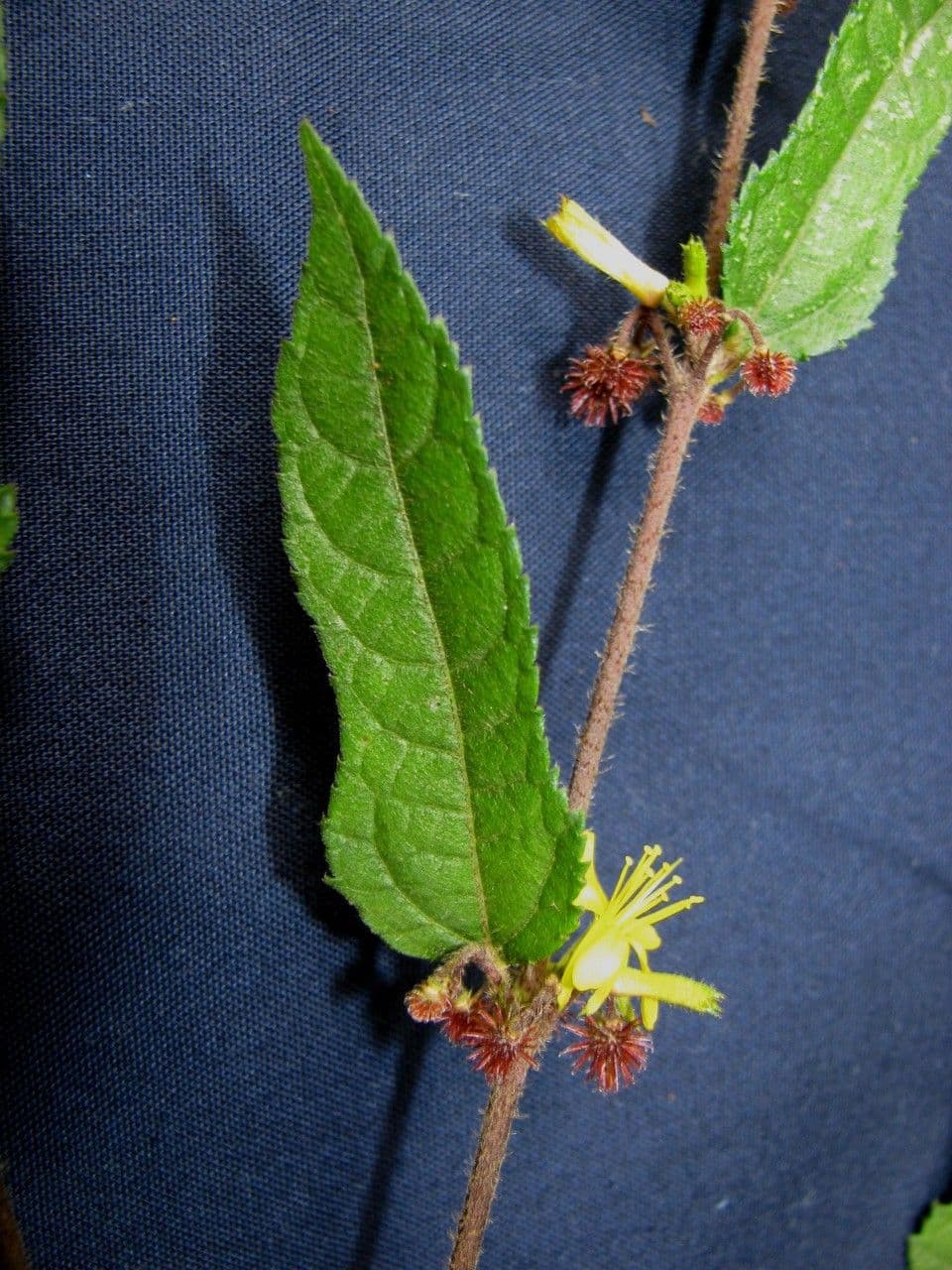Triumfetta bogotensis 3