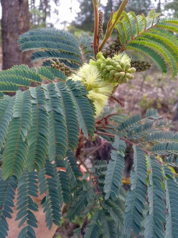 Albizia australiana 29